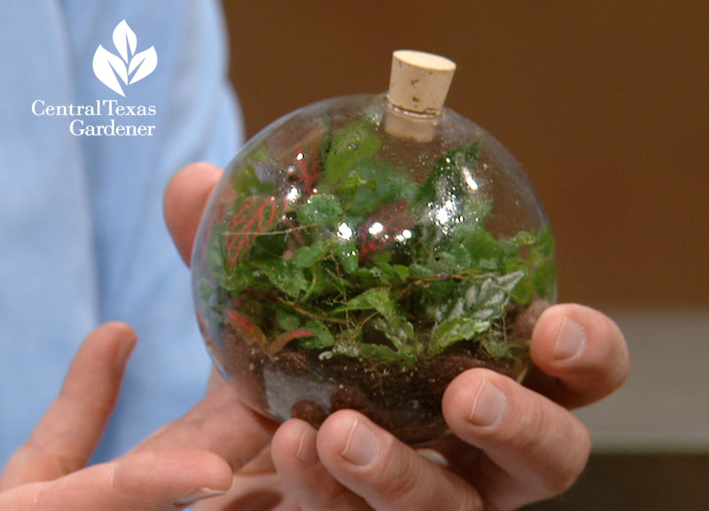 terrarium globe Central Texas Gardener