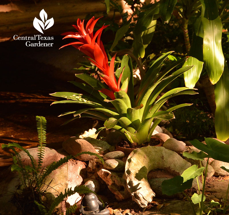 tropical bromeliad Central Texas Gardener