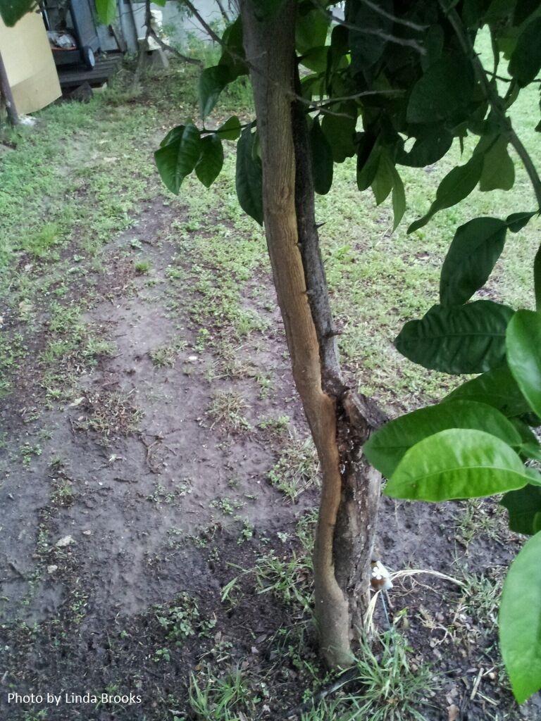 troubled grapefruit tree Central Texas Gardener