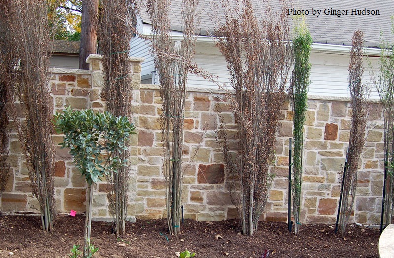 underwatered Will Fleming yaupon transplants Central Texas Gardener