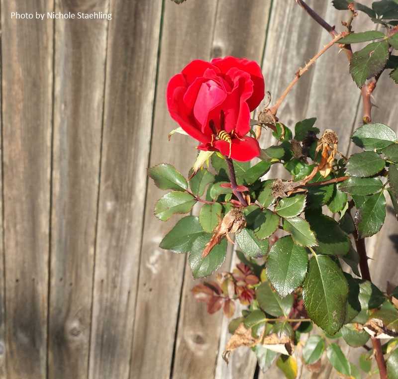 wasp on Knock Out rose Central Texas Gardener