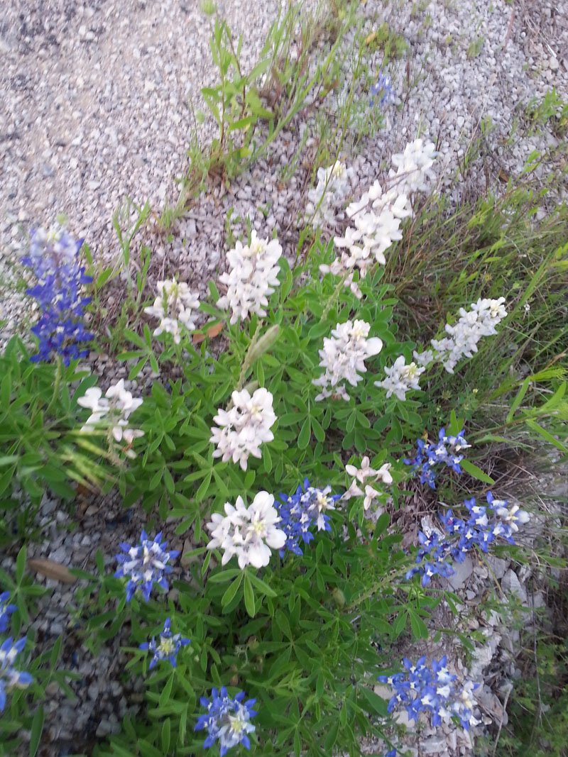 white bluebonnets luciano velez Central TExs garde