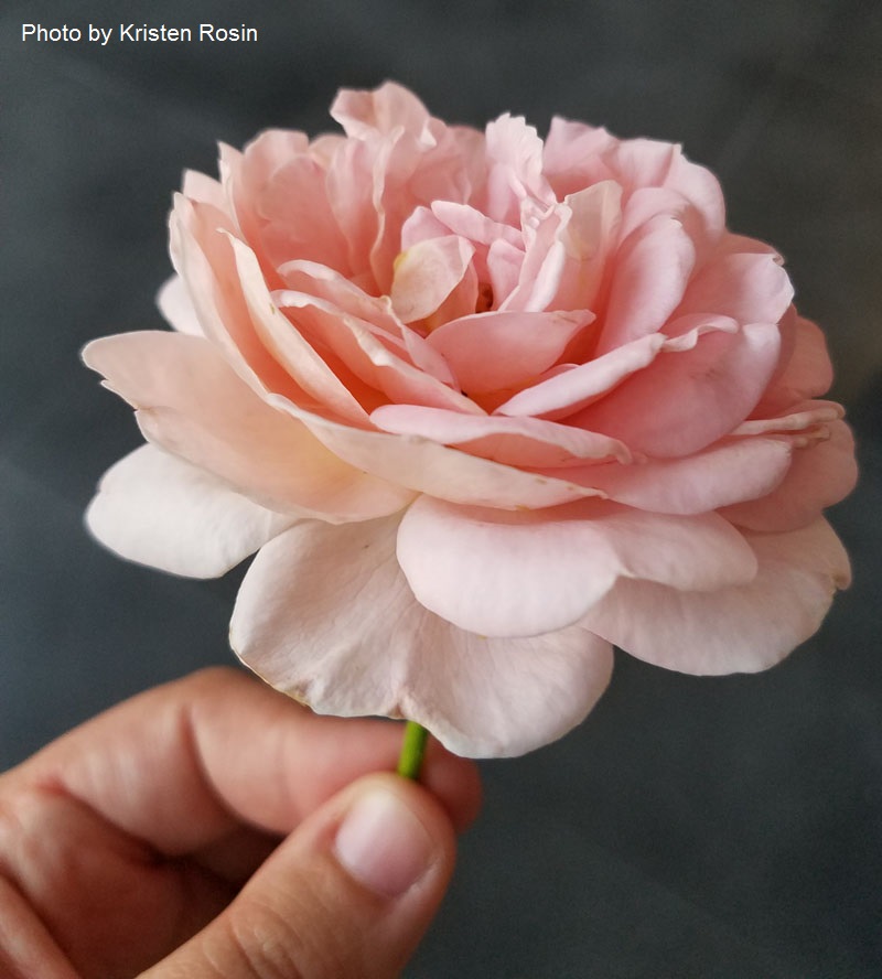 Abraham Darby rose Central Texas Gardener