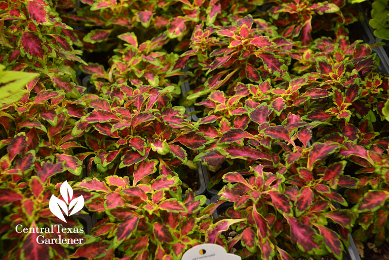 Black Cherry coleus Central Texas Gardener