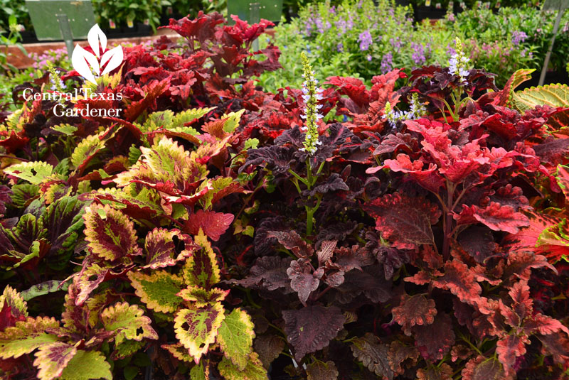 Coleus Central Texas Gardener