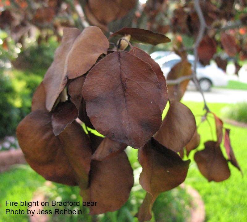 Fireblight Bradford pear Central Texas Gardener