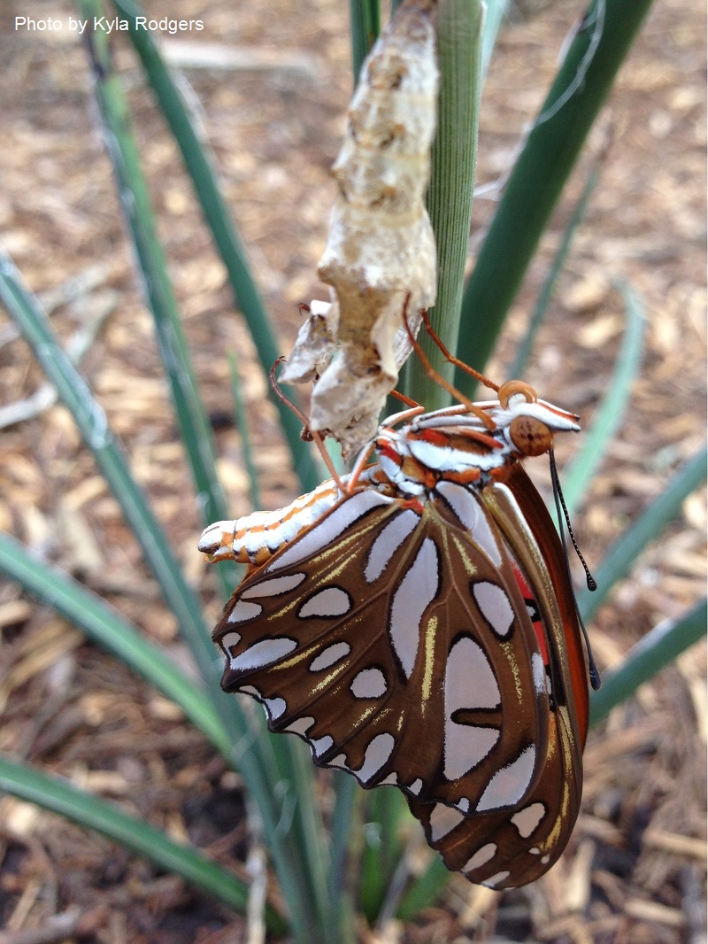 Gulf Fritillary butterfly emerge on yucca stalk Central Texas Gardener