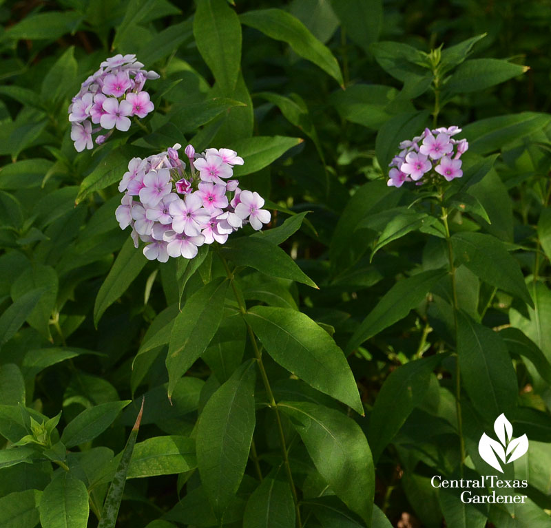 John Fanick phlox Central Texas Gardener