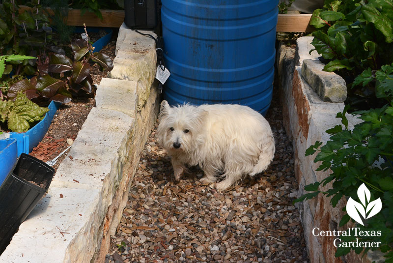 Molly westie with compost tea brew Central Texas Gardener