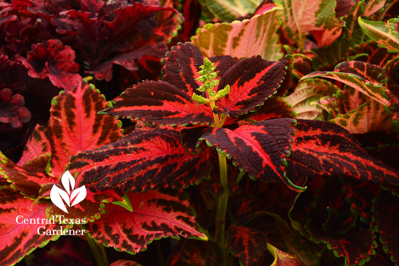 Molten Lava coleus Central Texas Gardener