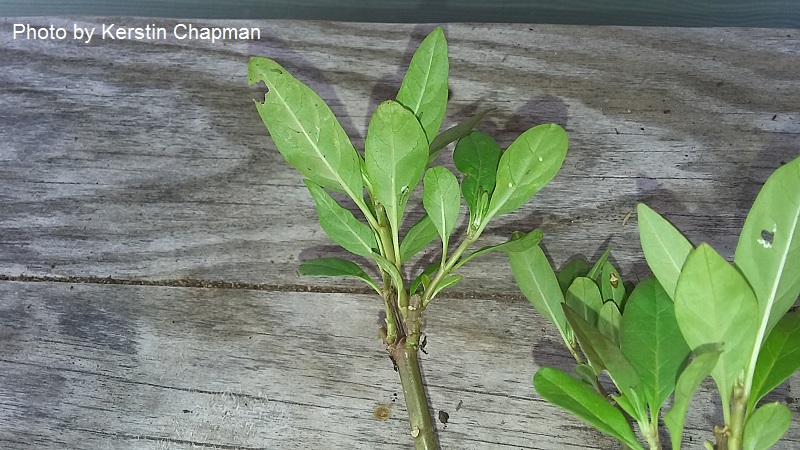 Monarch butterfly eggs Central Texas Gardener