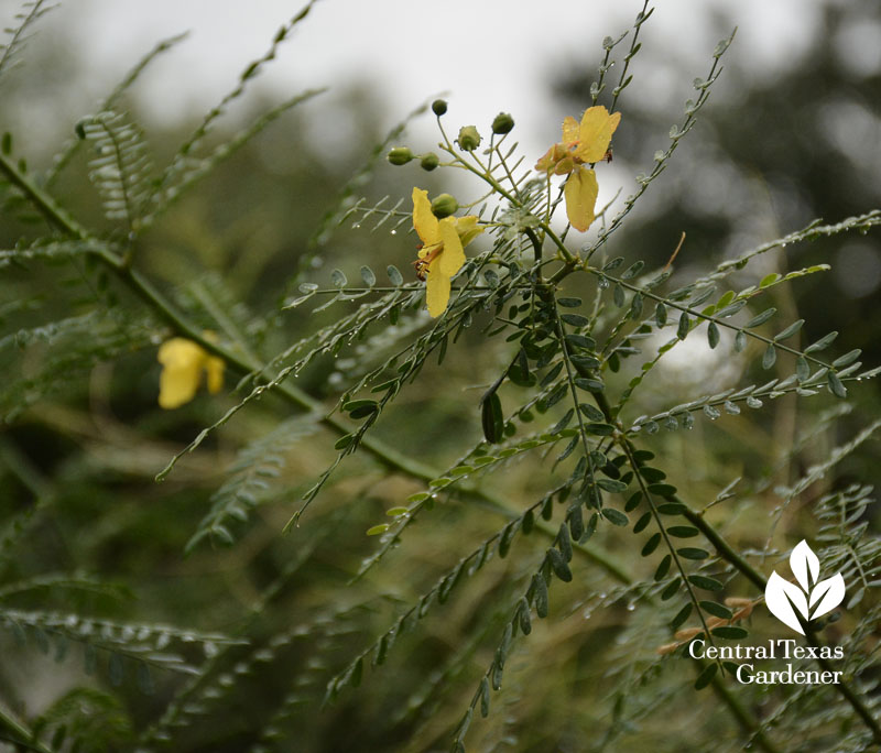 Paloverde Desert Museum Central Texas Gardener