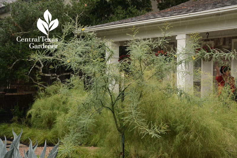 Paloverde retama 'Desert Museum' Central Texas Gardener