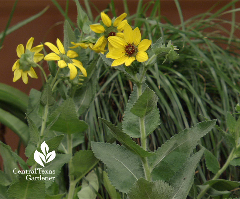 Texas greeneyes native plant Central Texas Gardener