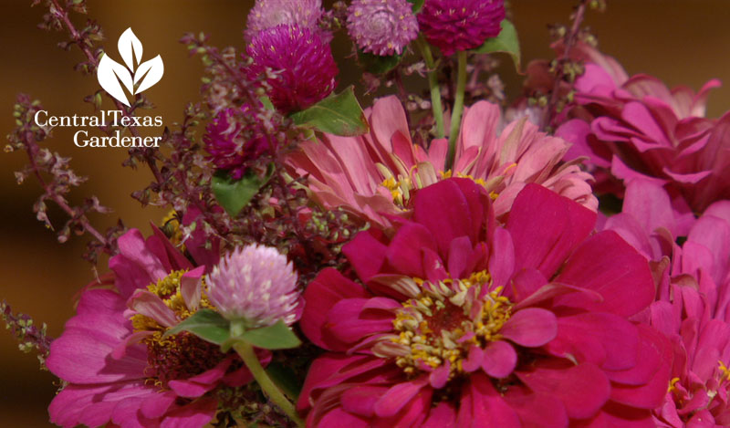 Zinnias and gomphrena flower arrangement Central Texas Gardener