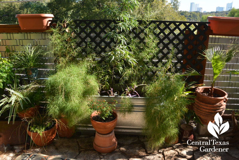 apartment garden design stock tank Central Texas Gardener