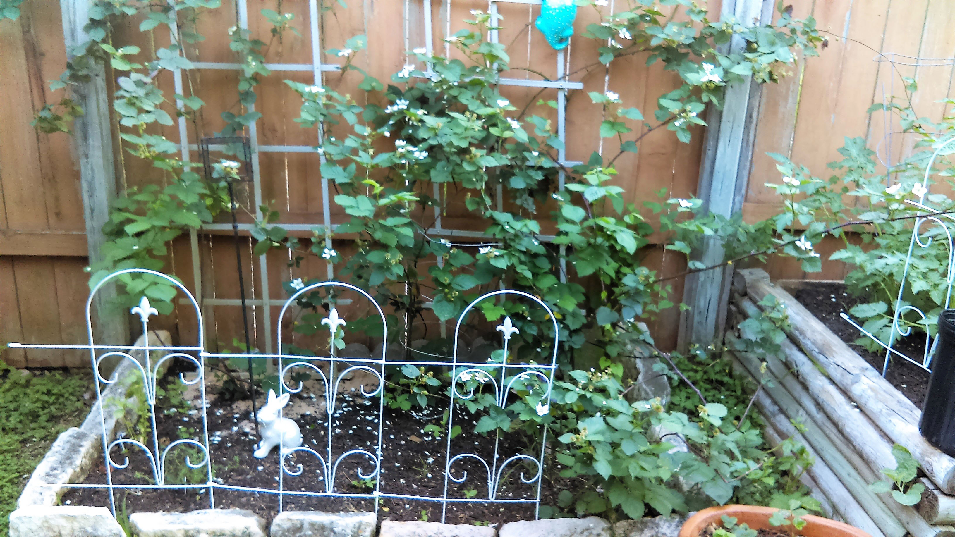 blackberries and raspberries Lisa Caldera Central Texas Gardener