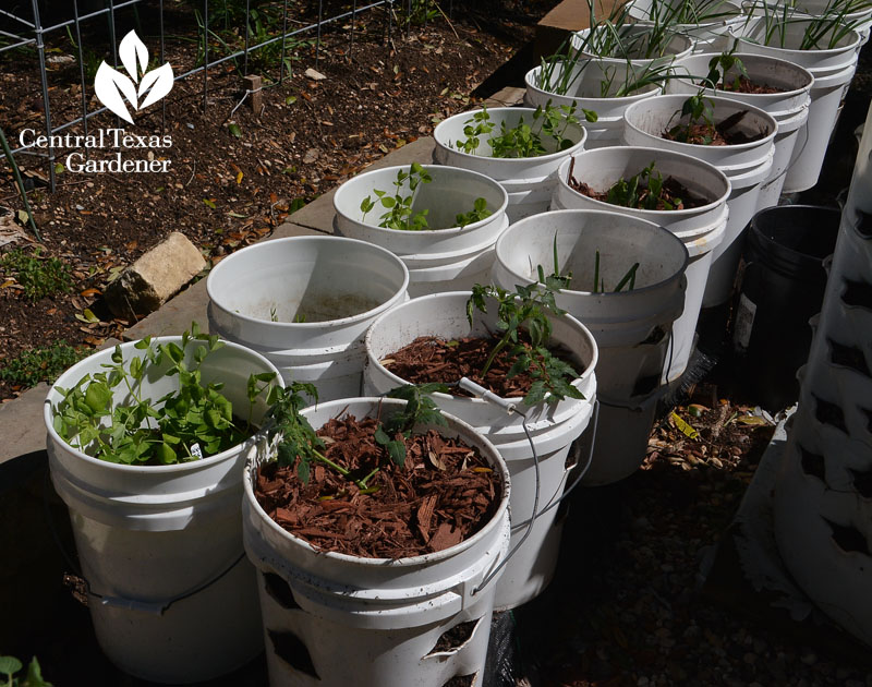 Wicking beds, sun scald, tomato tasting! | Central Texas Gardener