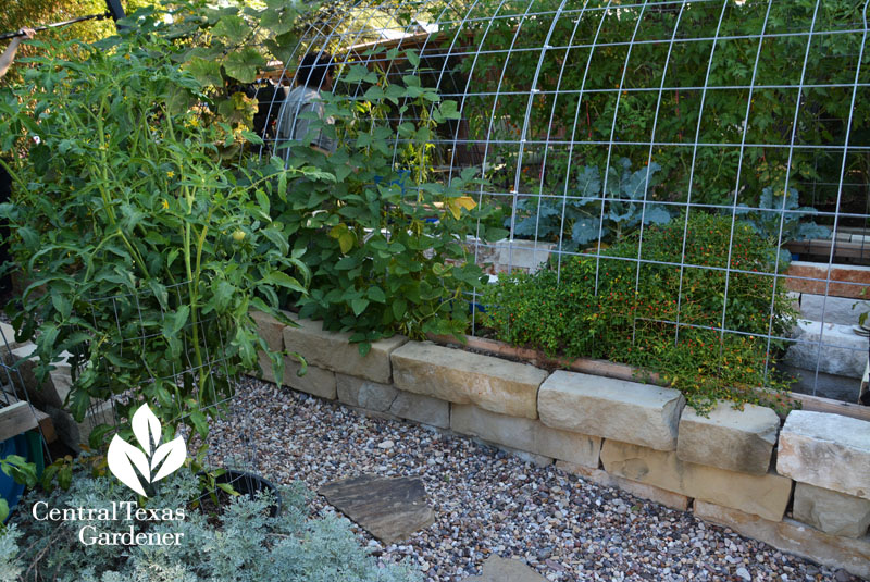 cattle panel quonset design raised limestone wicking bed vegetables Central Texas Gardener