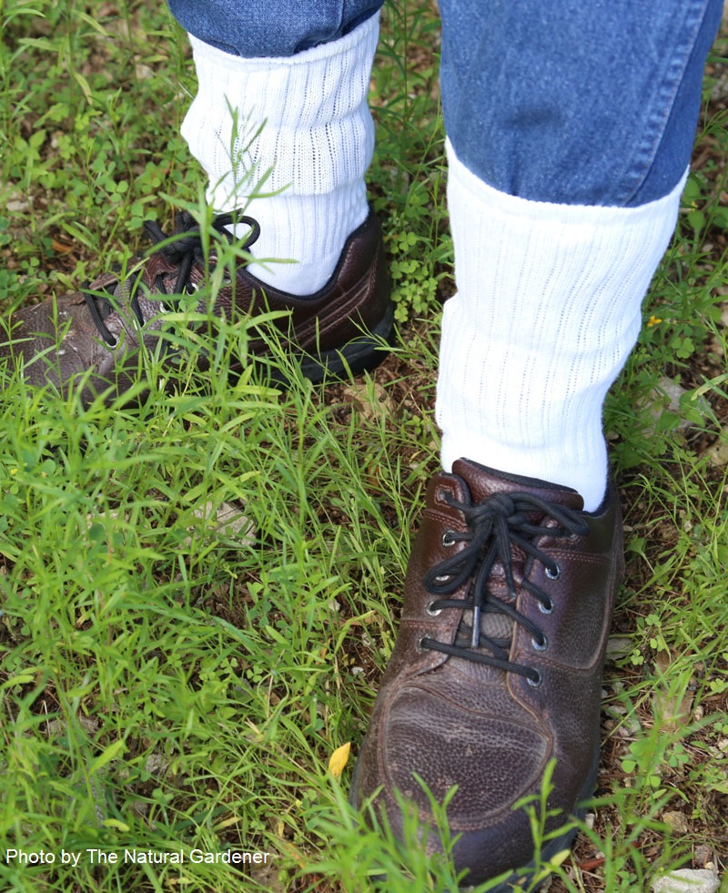 chigger control socks John Dromgoole Central Texas Gardener