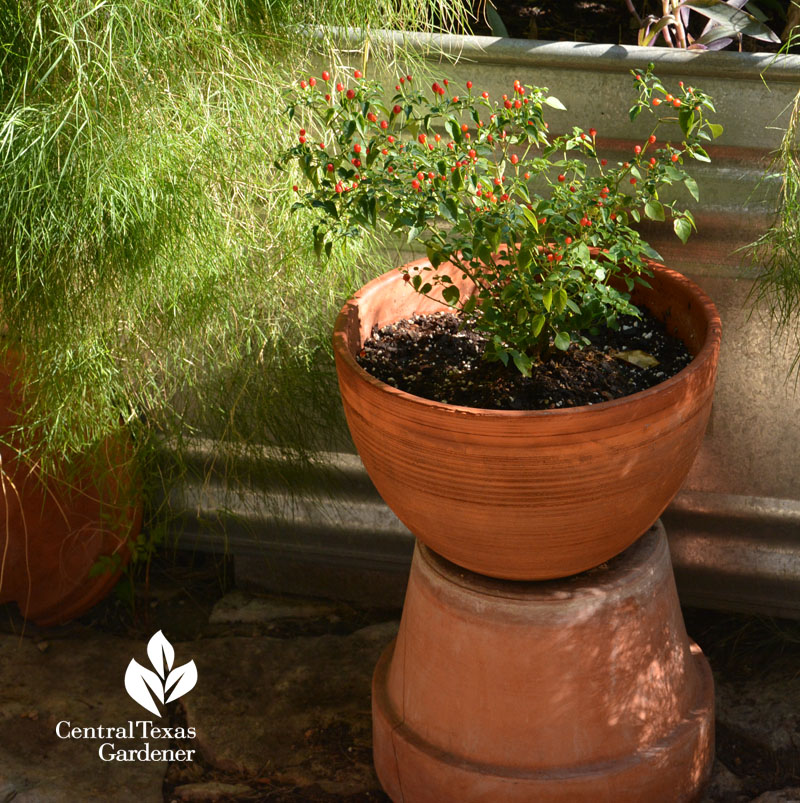 chile pequin raised pot stand Central Texas Gardener