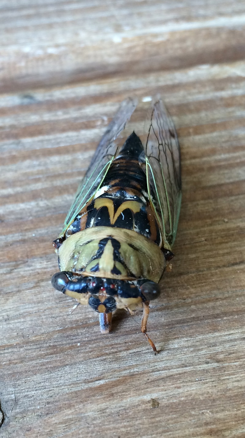 cicada Kathy Harte Central Texas Gardener