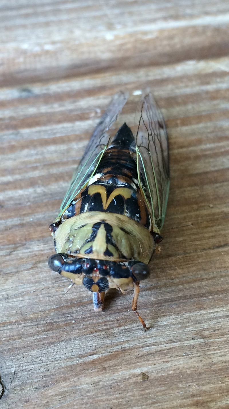 cicada Kathy Harte Central Texas Gardener
