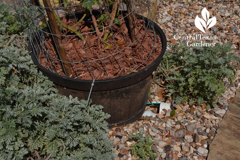 container wicking bed Central Texas Gardener copy