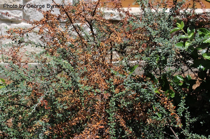 fire blight cotoneaster Central Texas Gardener