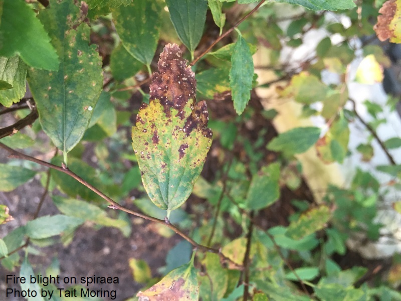 fire blight on spiraea Central Texas Gardener