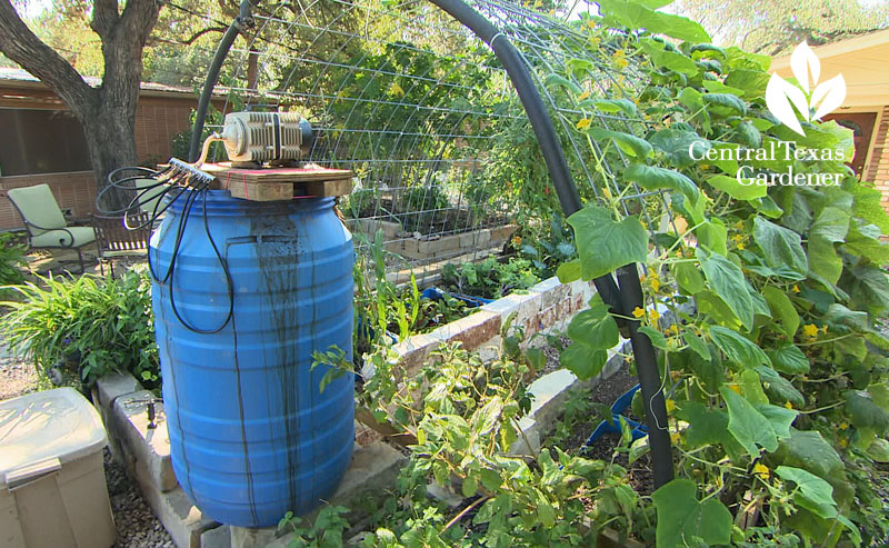 food grade drum compost tea brew Central Texas Gardener