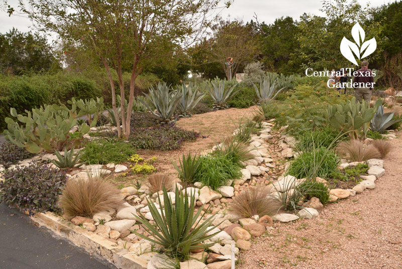 front yard dry creek bed no lawn succulent perennial garden Central Texas Gardener