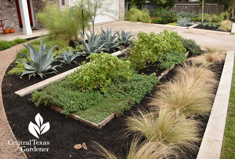 contemporary reduced lawn front garden with food and native plants Central Texas Gardener