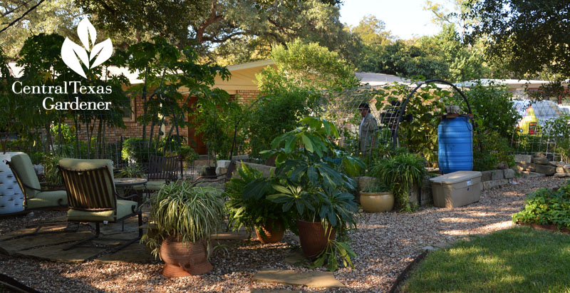 front yard patio and raised vegetable gardens Central Texas Gardener