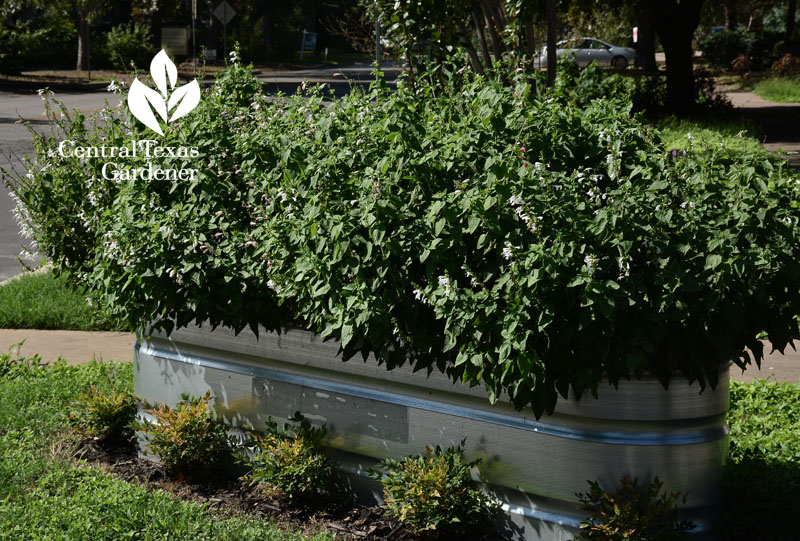 galvanized stock tank planter Salvia coccinea Central Texas Gardener