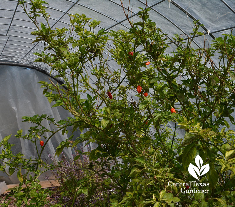 ghost pepper wicking bed garden Central Texas Gardener