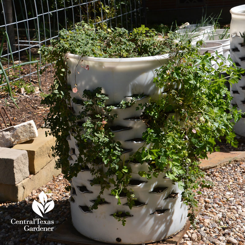 herbs in bucket wicking bed Central Texas Gardener