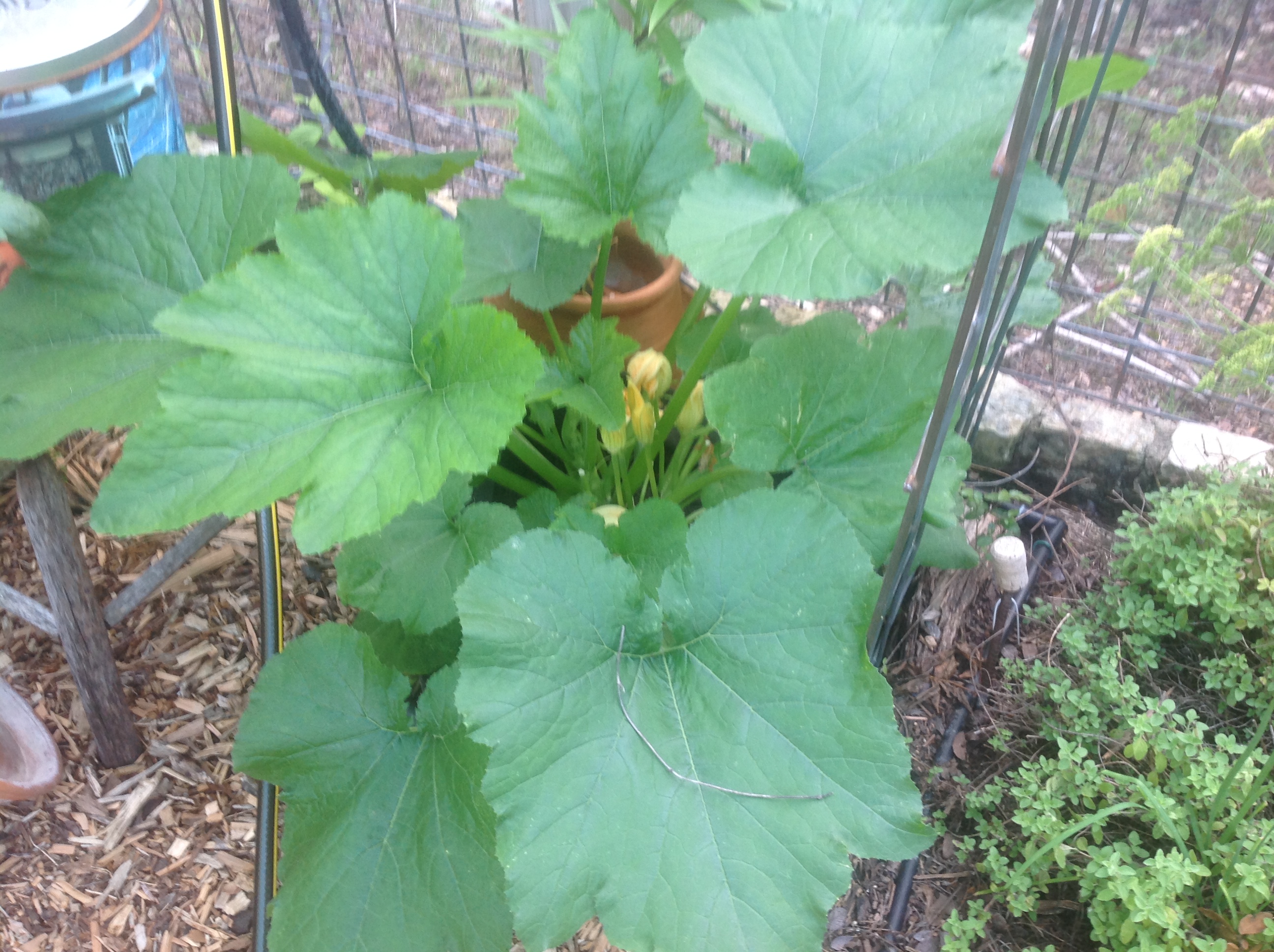 Giant squash leaves Kathy Boyle Central Texas Gardener