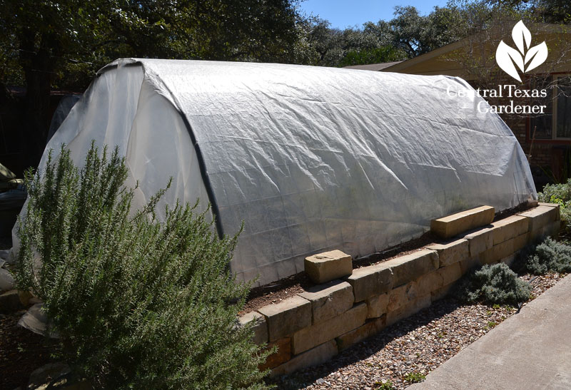 limestone raised beds cattle panel winter cover Central Texas Gardener