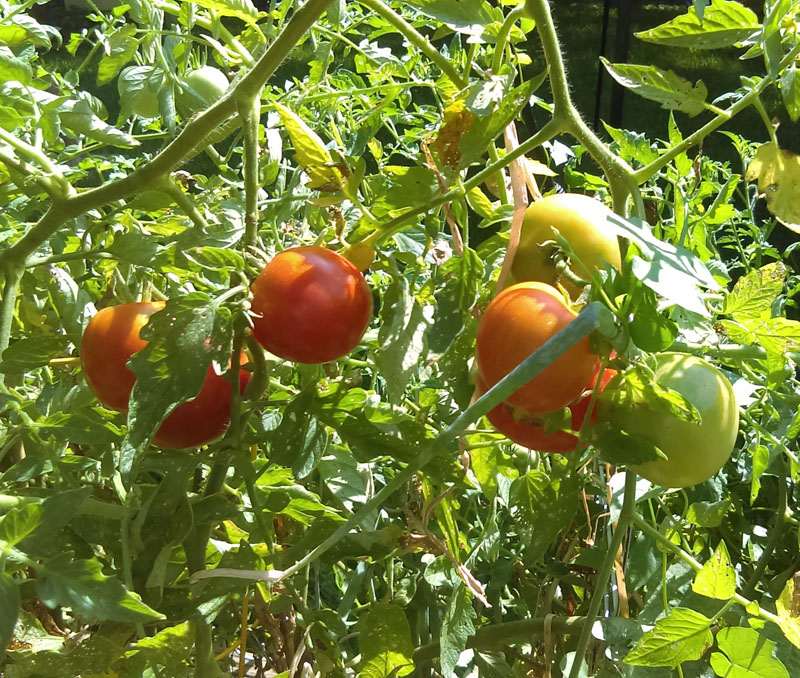Lisa Caldera tomatoes Central Texas Gardener