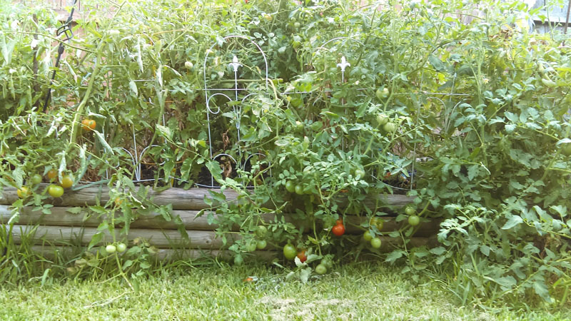 Lisa Caldera tomatoes Central Texas Gardener