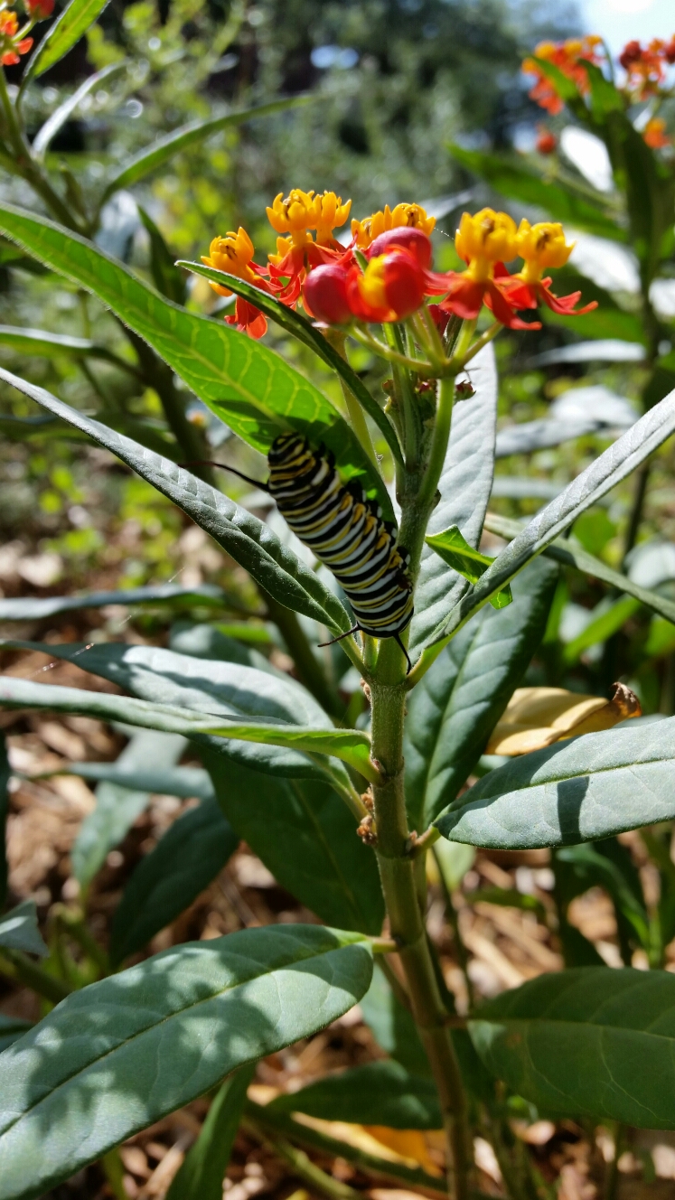 monarch butterfly caterpillar Mary Alice Lantz