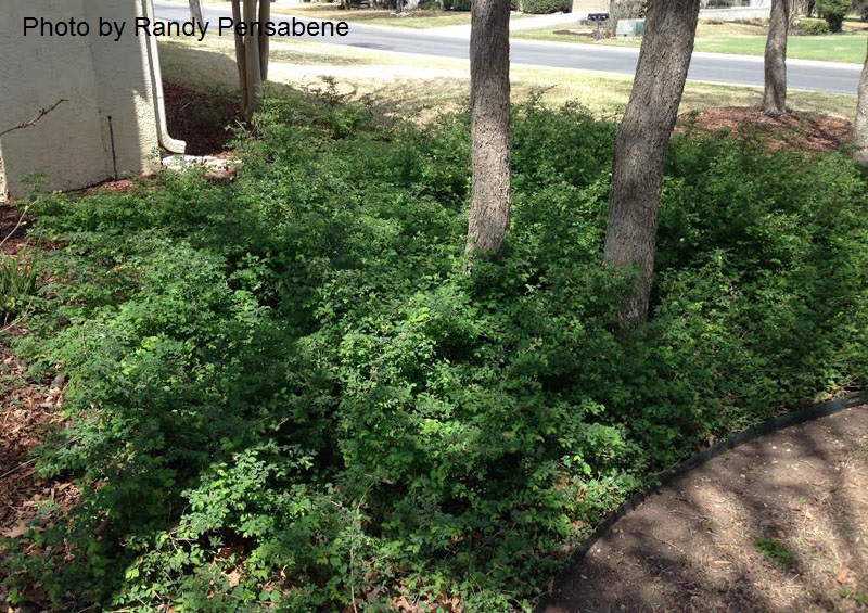 native coralberry Central Texas Gardener