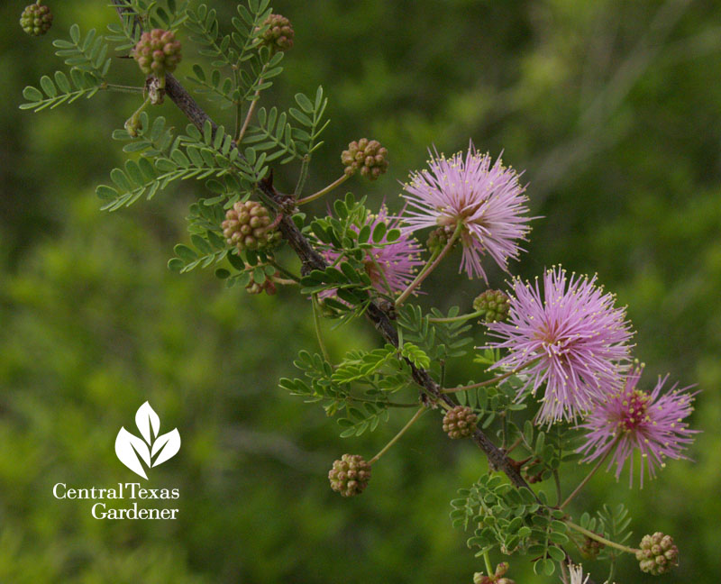 Fragrant mimosa native plant