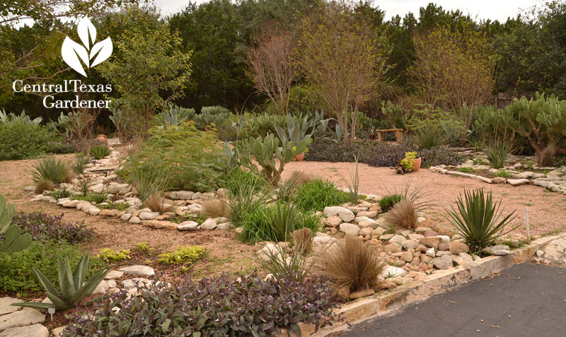 no lawn front yard  succulents and natives Central Texas Gardener