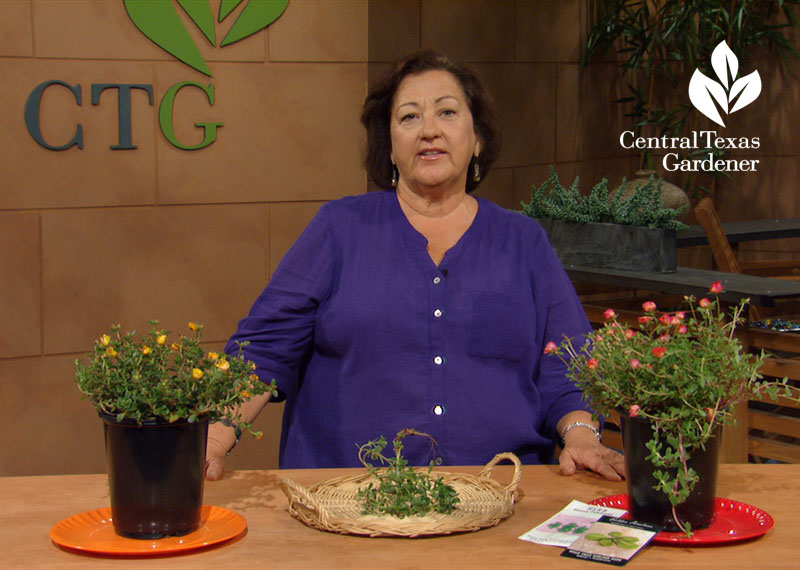 nutritious edible purslane Trisha Shirey Central Texas Gardener
