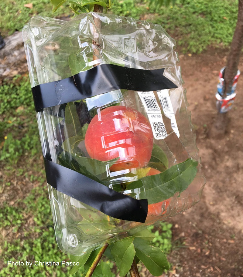 peach tree protect from animals Central Texas Gardener