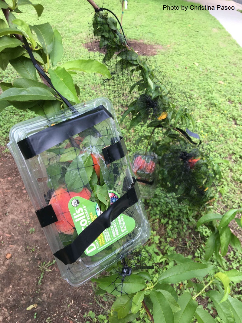 peach tree protect with strawberry containers Central Texas Gardener