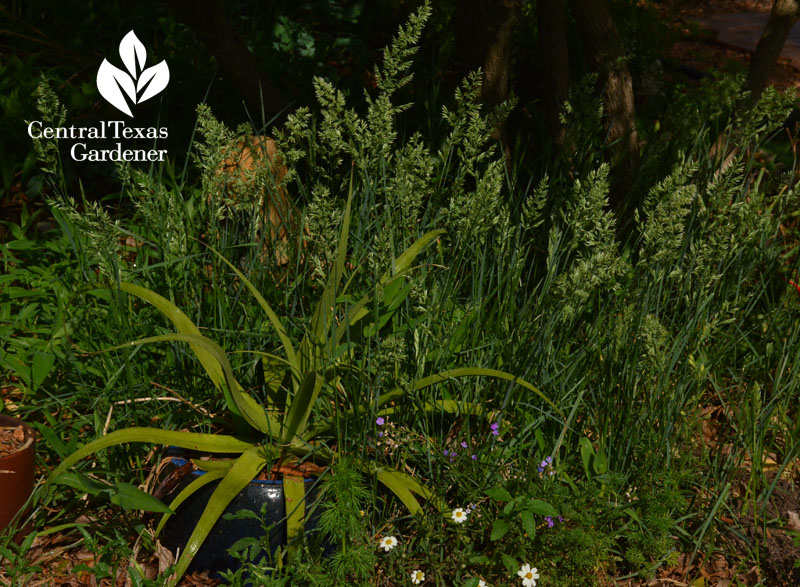 native Texas bluegrass shade garden Central Texas Gardener