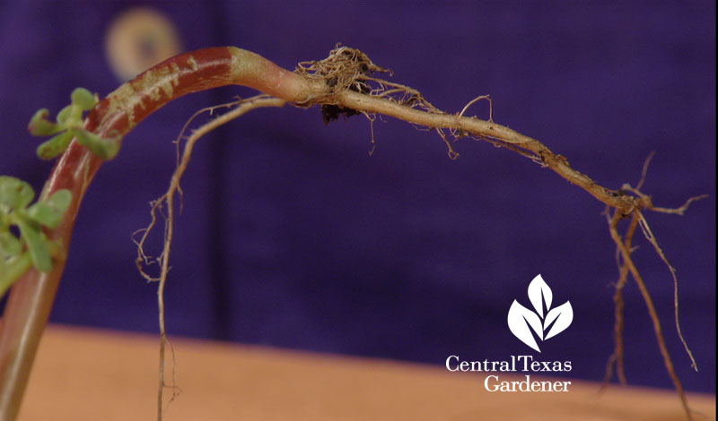 portulaca long tap root soil nutrients Central Texas Gardener